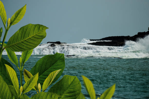 close up of green twigs and leaves on the sea background with high waves in the morning without sunlight