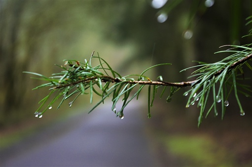 The sun's rays illuminate drops of dew or rain on pine needles.