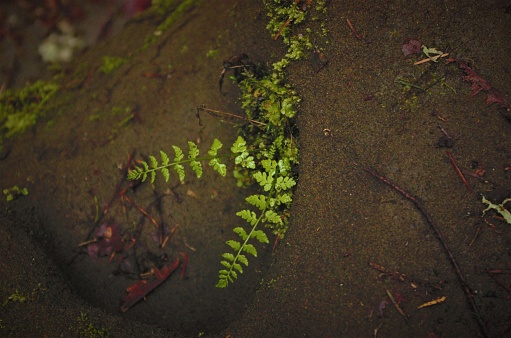 Two fronds of fern growing out of sandstone rock face, in partial illumination. Taken at the Salmon Creek Trail, a well-maintained path in a public park north of Vancouver, Washington.