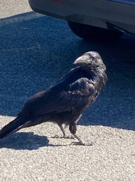 istock Raven in parking lot 1475675473