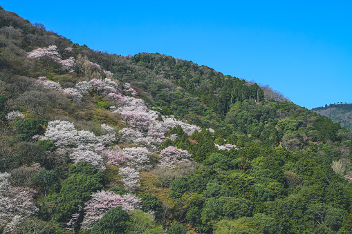 12 April 2012 cherry blossoms on Mount Arashi in the Arashiyama area of Kyoto, Japan