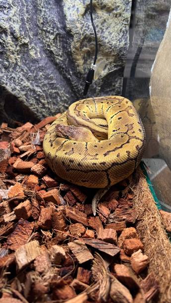 300+ Ball Python Coiled Up Stock Photos, Pictures & Royalty-Free Images ...