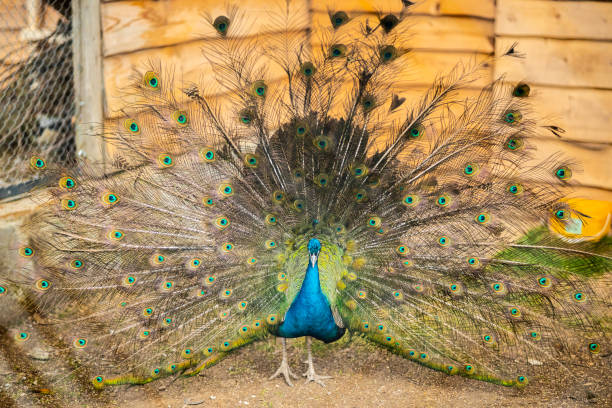 istock Indian Peafowls in the zoo. 1475676135