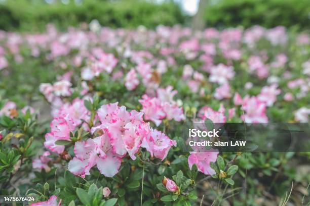 The Rhododendron Hybrida At The Garden At Hk Stock Photo - Download Image Now - Arboretum, Botanical Garden, Botany