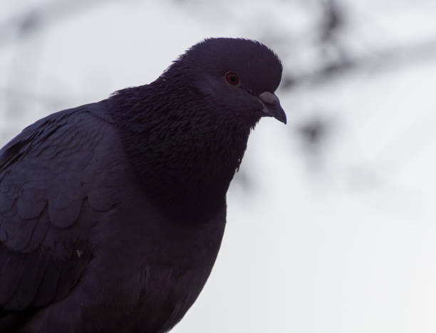 istock Close up of a bird perching outdoors 1475681131