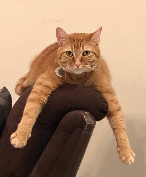 istock Ginger Cat Atop a Recliner 1475681201