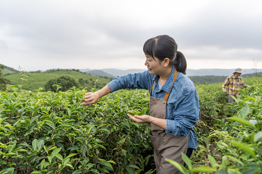 Two male and female farmers are doing tea picking work in a tea plantation