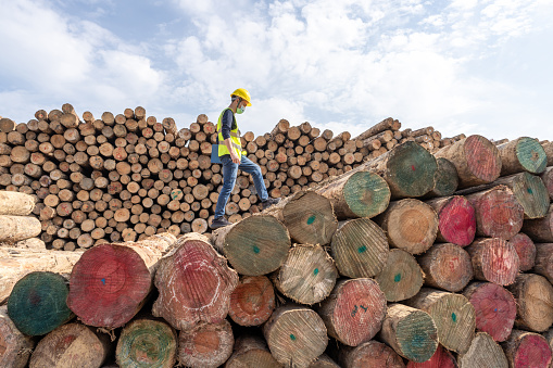 A male dock worker is standing and working in a timber storage area in a port