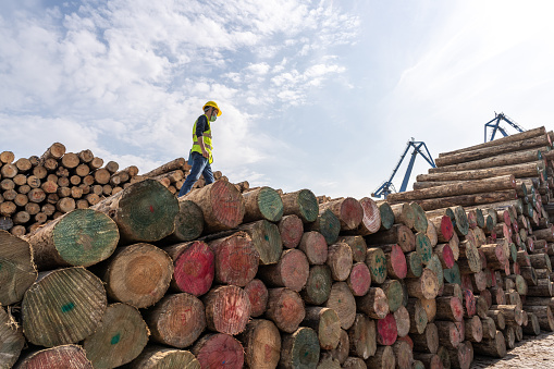 A male dock worker is standing and working in a timber storage area in a port