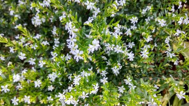 istock Beautiful flowers at the garden 1475691307
