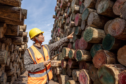 A female dock worker is working in the timber area of the port