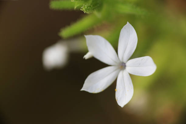 istock a nature concept, the flower and plants 1475698709