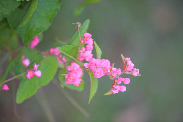 3 Nov 2012 the pink flower,  a Pink Flower Macro