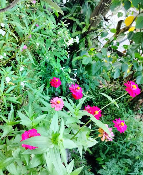 istock Bright pink zinnia 1475705560