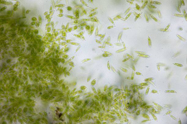 euglena bajo vista microscópica para estudio. - trichonympha fotografías e imágenes de stock