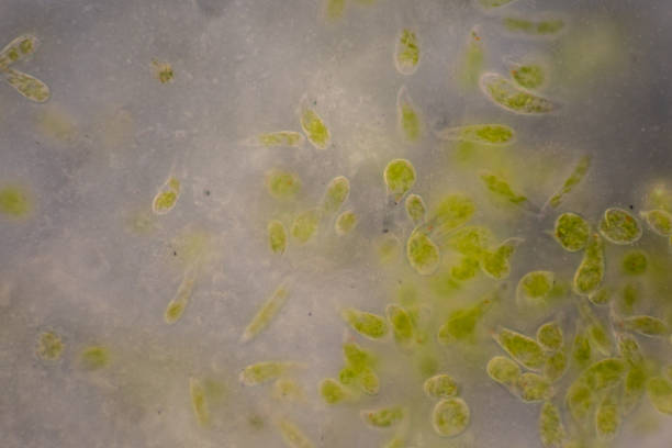 euglena bajo vista microscópica para estudio. - trichonympha fotografías e imágenes de stock