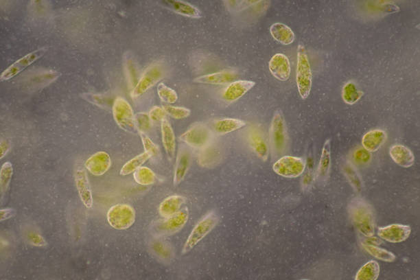 euglena bajo vista microscópica para estudio. - trichonympha fotografías e imágenes de stock