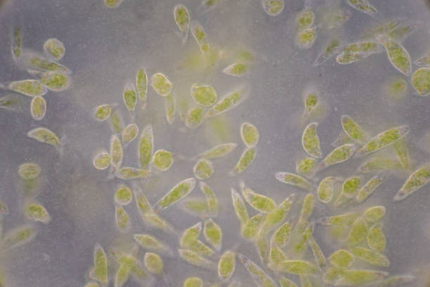 Azdel Under Microscope Euglena Under Microscope 10x