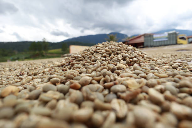 istock Panning drying arabica coffee seed and washing process 1475710920