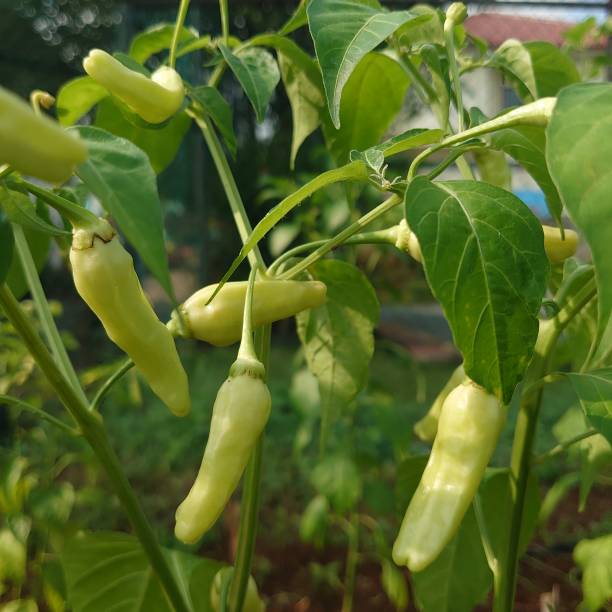 istock beautiful green chilies 1475711133
