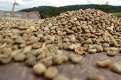 istock Panning drying arabica coffee seed and washing process 1475711195