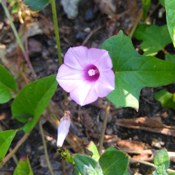 istock Purple flower on the park 1475713144