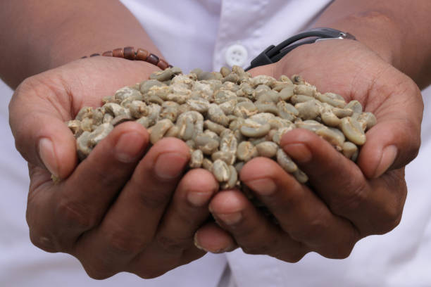 istock Panning drying arabica coffee seed and washing process 1475713330