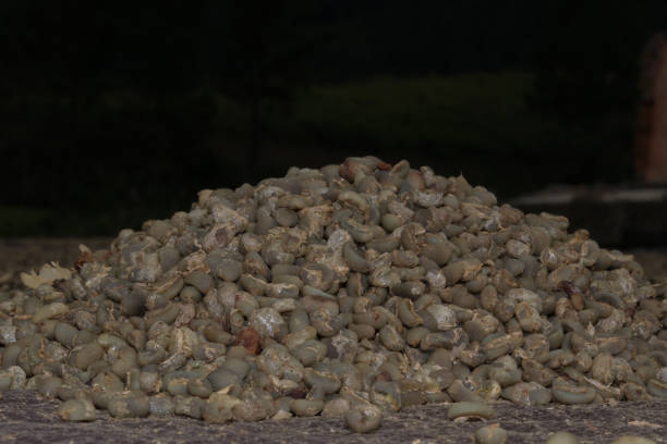 Panning drying arabica coffee seed and washing process