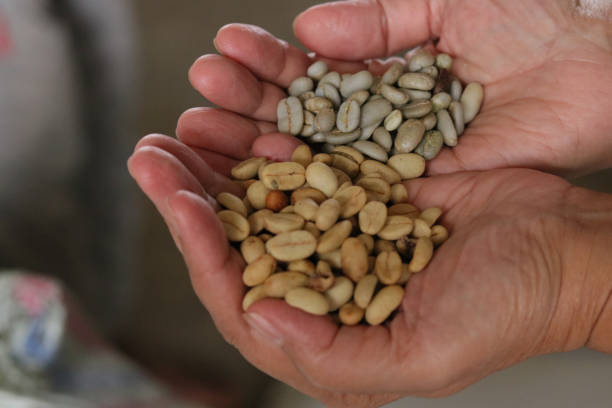 istock Panning drying arabica coffee seed and washing process 1475713891