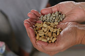 istock Panning drying arabica coffee seed and washing process 1475714023