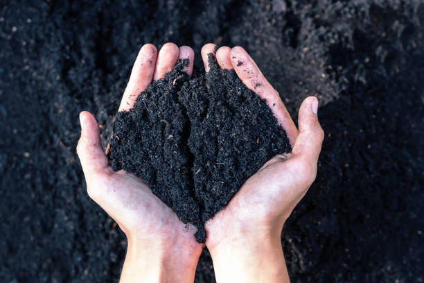 istock Hands holding abundance soil for agriculture or preparing to plant  Testing soil samples on hands with soil ground background. Dirt quality and farming concept. Selective focus on black soil in front 1475716518