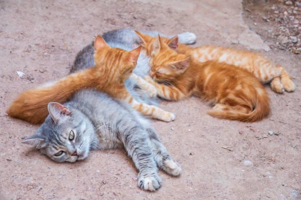 istock Mother cat resting on a concrete floor and nursing her three ginger kittens. Three ginger kittens drink milk from their gray mother cat lying on the ground, otdoors. 1475718002