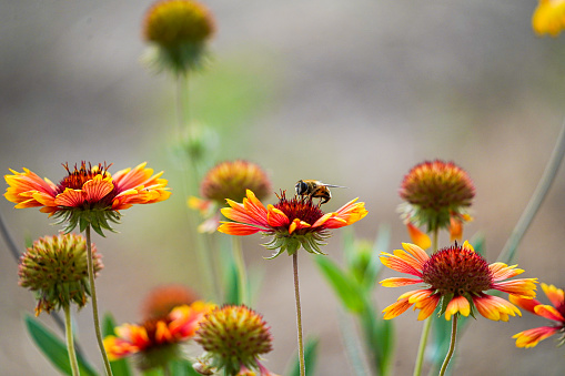 Close-up. A bee is resting on a red Indian blanket flower in the background of a garden.