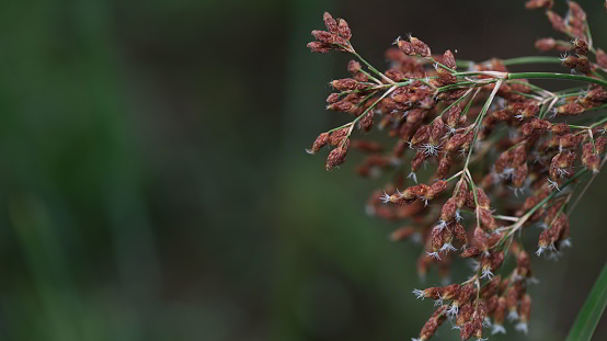 brome plant growing at savana