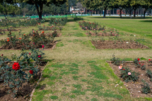 istock Zakir Hussain Rose Garden Chandigarh 1475719952