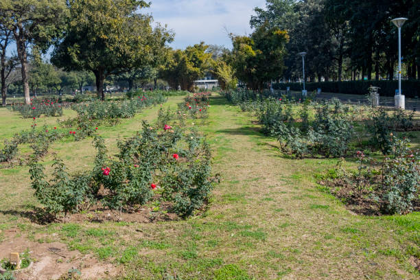 istock Zakir Hussain Rose Garden Chandigarh 1475720123