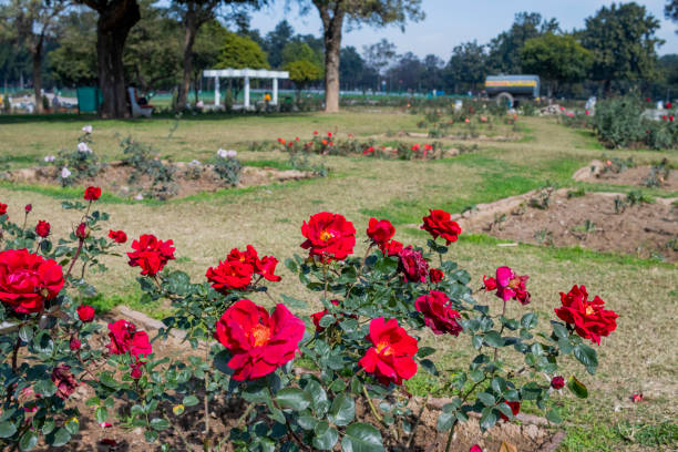 istock Zakir Hussain Rose Garden Chandigarh 1475720188