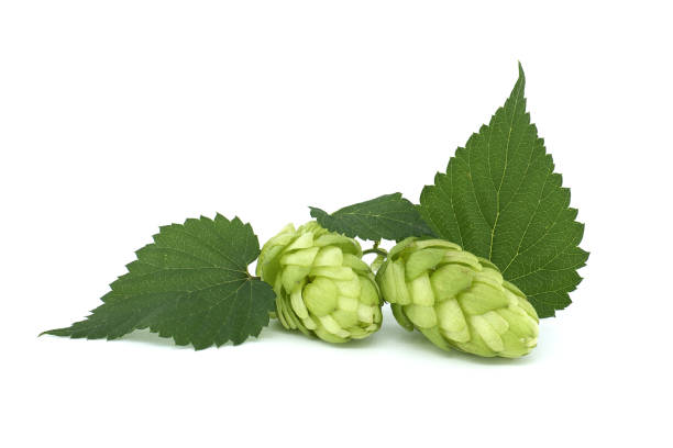 istock Fresh branch of hops isolated on white background 1475721897