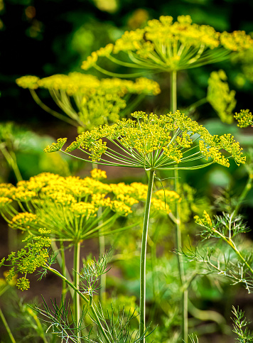 Umbrellas of dill in the garden. Growing dill in the garden.