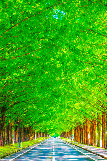 Metasequoia tree in Shiga prefecture, Japan