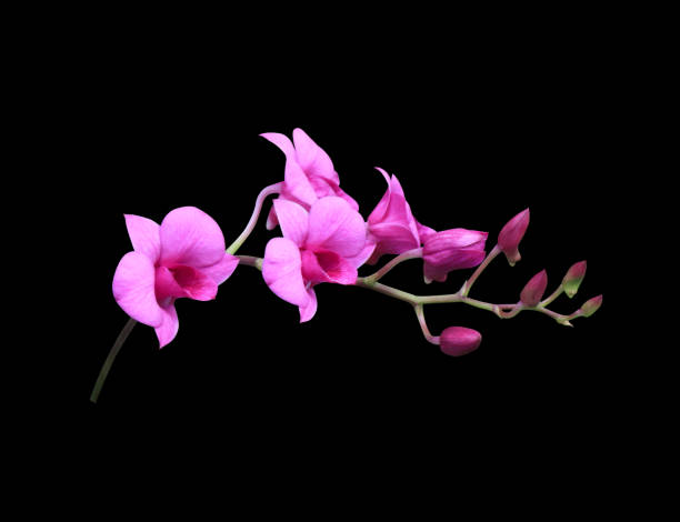 fiore di orchidea dendrobium, - rosemary flower single flower flower head foto e immagini stock