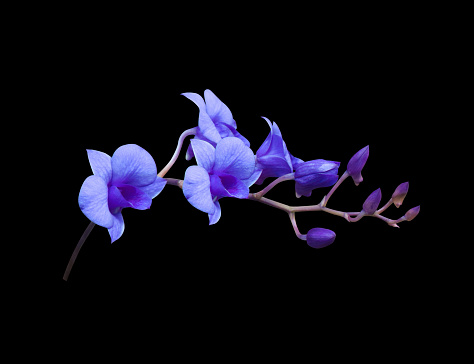 Dendrobium orchid flower. Close up blue-purple orchid flower isolated on black background.