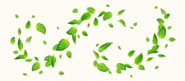 Vector illustration of Green mint leaves falling and flying in air