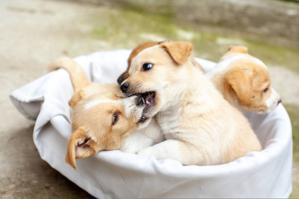 istock small cute dogs in the yard 1475733362