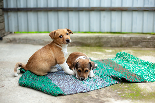 Small cute dogs in the yard on the carpet. Sad brown and white stray dogs looking at the camera. Street dogs are asking to be adopted with hope. Homeless dogs lying on the green fabric.