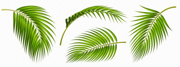 Tropical green palm leaves isolated set Tropical green palm leaves set. Tropical plant branches isolated on transparent background. Summer element of coconut palm foliage, front side view, vector realistic illustration plant png stock illustrations