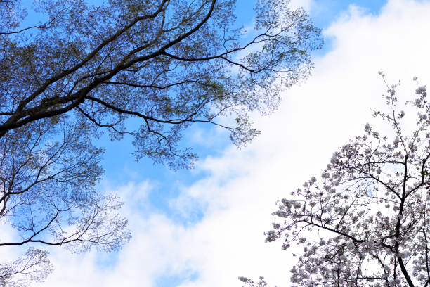 Low angle view of tree with young green buds in springtime, and Cherry blossoms.