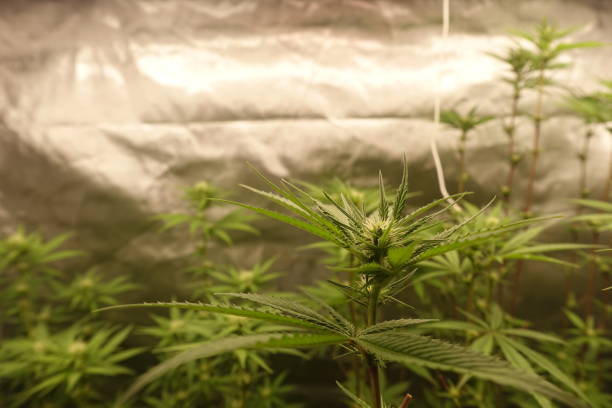 istock Weed plant indoor growing tent start to blooming 1475736816