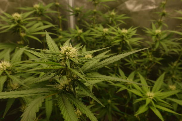 istock Weed plant indoor growing tent start to blooming 1475736995
