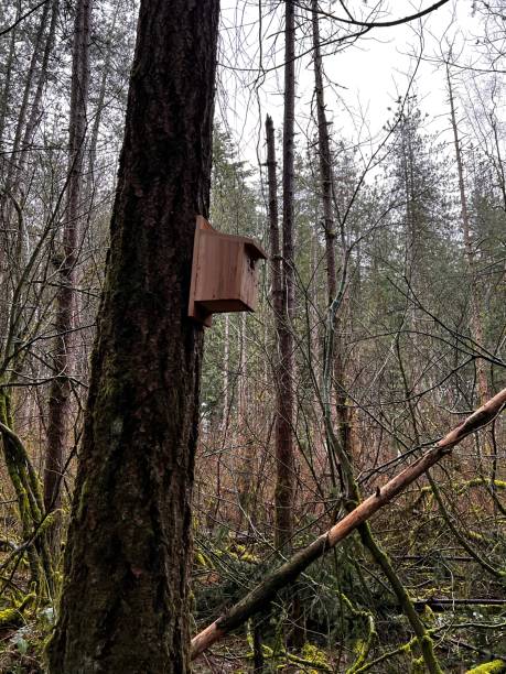 istock Bird House In The Forest 1475737077